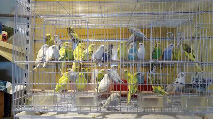 سوق الطيور دبي